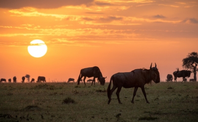 Anteprima: Masai Mara - Quando andare?