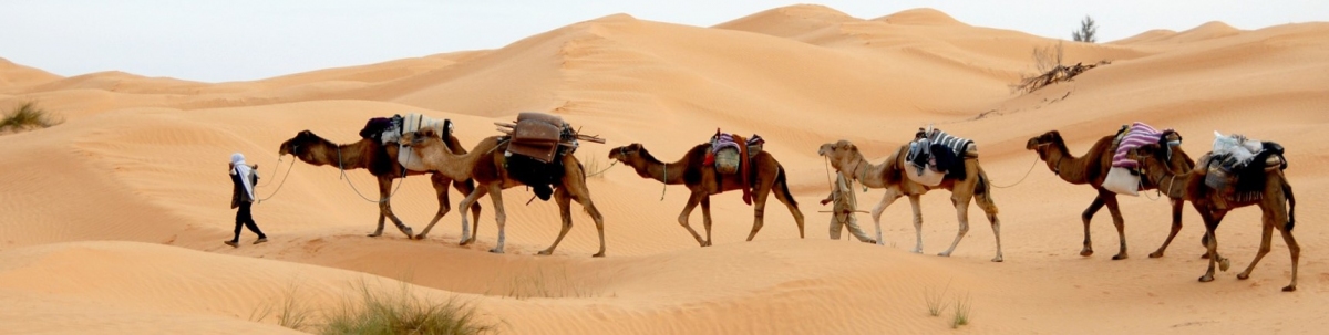 Kamel Karawane in Tunesien (Public Domain / Pixabay) Public Domain
Informazioni sulla licenza disponibili sotto 'Prova delle fonti di immagine' Kamel Karawane in Tunesien (Public Domain / Pixabay) Public Domain
Informazioni sulla licenza disponibili sotto 'Prova delle fonti di immagine'