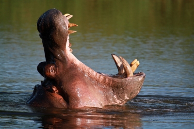 A Hippopotamus yawn (Grant Peters)  [flickr.com]  CC BY 
Informazioni sulla licenza disponibili sotto 'Prova delle fonti di immagine'