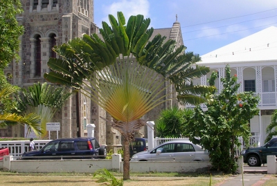 Basseterre - Tropical Tree near Cathedral (Roger W)  [flickr.com]  CC BY-SA 
Informazioni sulla licenza disponibili sotto 'Prova delle fonti di immagine'