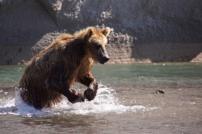 Bear Fishing (Harald Deischinger)  [flickr.com]  CC BY 
Informazioni sulla licenza disponibili sotto 'Prova delle fonti di immagine'