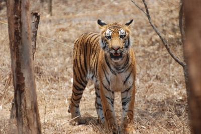 Bengal tiger, Karnataka, India (Paul Mannix)  [flickr.com]  CC BY 
Informazioni sulla licenza disponibili sotto 'Prova delle fonti di immagine'