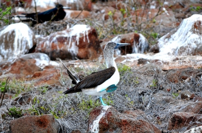 Blue-footed booby courtship dance on North Seymour Island (John Solaro (sooolaro))  [flickr.com]  CC BY-ND 
Informazioni sulla licenza disponibili sotto 'Prova delle fonti di immagine'