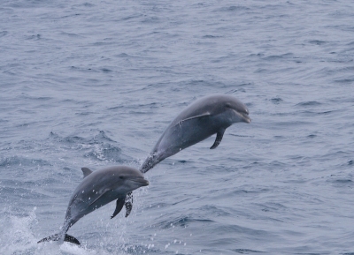 Bottlenose Dolphin (Tursiops truncatus) (Gregory "Slobirdr" Smith)  [flickr.com]  CC BY-SA 
Informazioni sulla licenza disponibili sotto 'Prova delle fonti di immagine'