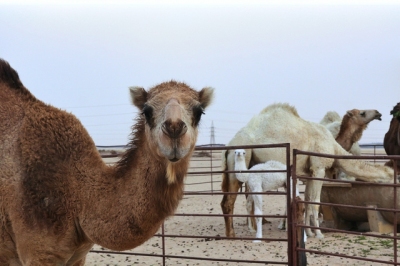 Anteprima: Kuwait - Quando andare?
