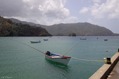 Charlotteville, Tobago (neiljs)  [flickr.com]  CC BY 
Informazioni sulla licenza disponibili sotto 'Prova delle fonti di immagine'