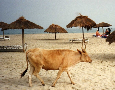 Cow on Kotu Beach (Leonora Enking)  [flickr.com]  CC BY-SA 
Informazioni sulla licenza disponibili sotto 'Prova delle fonti di immagine'