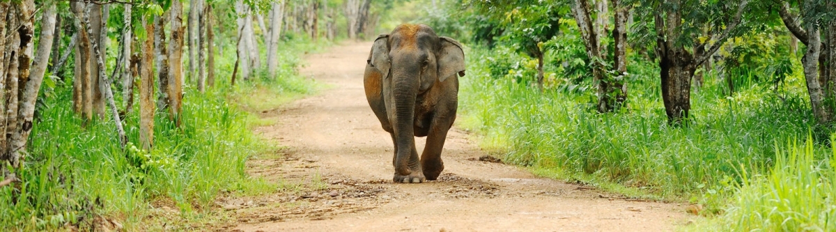 Elephant in Kui Buri national park (tontantravel)  [flickr.com]  CC BY-SA 
Informazioni sulla licenza disponibili sotto 'Prova delle fonti di immagine'