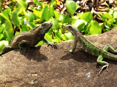 Informazioni sulla climatizzazione Guyana Francese