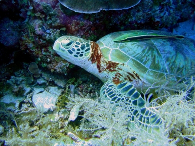 Hawksbill Turtle, Clarence's Wall, Palau (Matt Kieffer)  [flickr.com]  CC BY-SA 
Informazioni sulla licenza disponibili sotto 'Prova delle fonti di immagine'