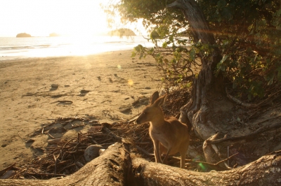 Kangaroo on the beach at Cape Hillsborough (Rob and Stephanie Levy)  [flickr.com]  CC BY 
Informazioni sulla licenza disponibili sotto 'Prova delle fonti di immagine'