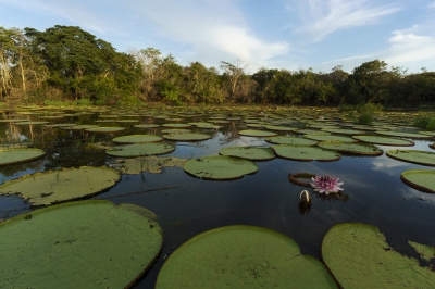 Karanambu Ranch - Guyana (Dan Sloan)  [flickr.com]  CC BY-SA 
Informazioni sulla licenza disponibili sotto 'Prova delle fonti di immagine'