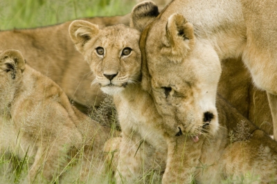 Lion Cub with Mother in the Serengeti (David Dennis)  [flickr.com]  CC BY-SA 
Informazioni sulla licenza disponibili sotto 'Prova delle fonti di immagine'