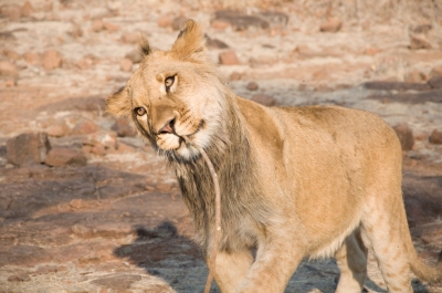 Lion Walk at Victoria falls Zimbabwe (nwhitford)  [flickr.com]  CC BY 
Informazioni sulla licenza disponibili sotto 'Prova delle fonti di immagine'