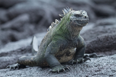 Marine iguana (Brian Gratwicke)  [flickr.com]  CC BY 
Informazioni sulla licenza disponibili sotto 'Prova delle fonti di immagine'