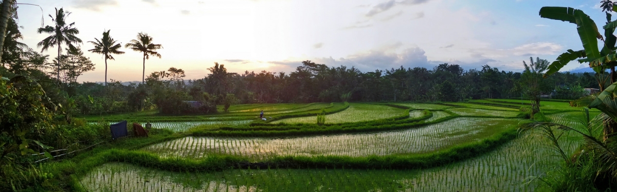 Menjelang Malam di Pematang Sawah (Ya, saya inBaliTimur)  [flickr.com]  CC BY-SA 
Informazioni sulla licenza disponibili sotto 'Prova delle fonti di immagine'