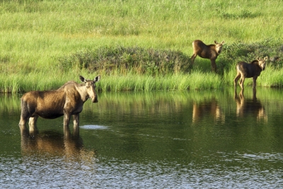 Moose Cow and Calves (Denali National Park and Preserve)  [flickr.com]  CC BY 
Informazioni sulla licenza disponibili sotto 'Prova delle fonti di immagine'
