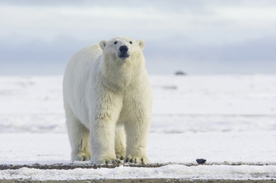 Polar Bear Pose (Anita Ritenour)  [flickr.com]  CC BY 
Informazioni sulla licenza disponibili sotto 'Prova delle fonti di immagine'