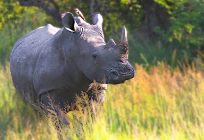 Anteprima: Parco Nazionale Kruger - Quando andare?