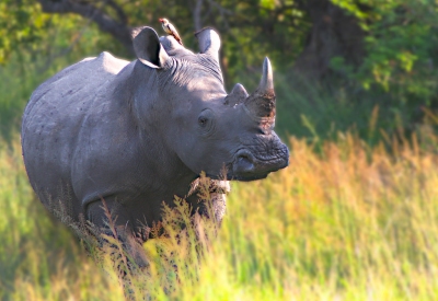 Rhino Hitchhiker (Scott Taylor)  [flickr.com]  CC BY-ND 
Informazioni sulla licenza disponibili sotto 'Prova delle fonti di immagine'