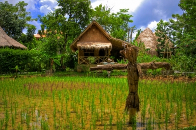 Rice Farm  (Aziz J.Hayat)  [flickr.com]  CC BY 
Informazioni sulla licenza disponibili sotto 'Prova delle fonti di immagine'