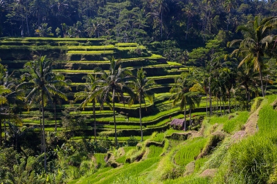 Rice paddies at Ceking (kayugee)  [flickr.com]  CC BY-ND 
Informazioni sulla licenza disponibili sotto 'Prova delle fonti di immagine'