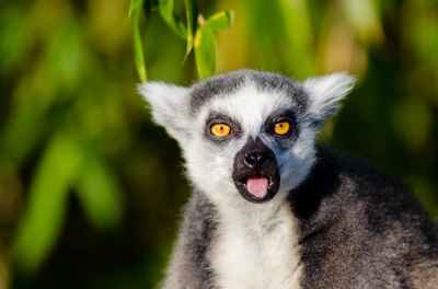 Anteprima: Madagascar - Quando andare?