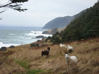 Sheep in Gros Morne National Park, Newfoundland, Canada (Natalie  Lucier)  [flickr.com]  CC BY 
Informazioni sulla licenza disponibili sotto 'Prova delle fonti di immagine'