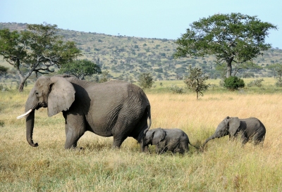 Tanzania (Serengeti National Park) Baby elaphants follow their mum (Güldem Üstün)  [flickr.com]  CC BY 
Informazioni sulla licenza disponibili sotto 'Prova delle fonti di immagine'