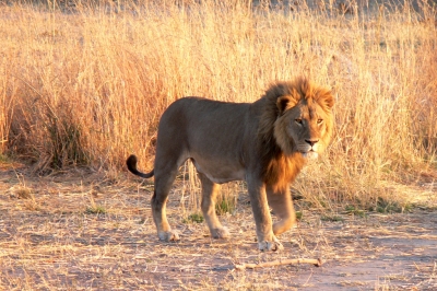 The King (not Elvis) on patrol (Violator1)  [flickr.com]  CC BY-ND 
Informazioni sulla licenza disponibili sotto 'Prova delle fonti di immagine'