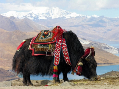 Anteprima: Tibet - Quando andare?