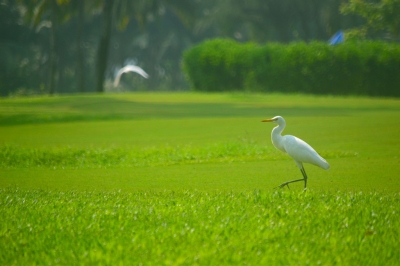 White Crane (Thangaraj Kumaravel)  [flickr.com]  CC BY 
Informazioni sulla licenza disponibili sotto 'Prova delle fonti di immagine'