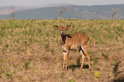 Informazioni sulla climatizzazione Swaziland